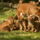 Illustration for article titled ZOMG CONSOLIDATED BABY ANIMAL POST!!!